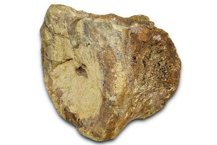 Hadrosaur (Edmontosaurus) Caudal Vertebra Centrum - Wyoming #370678